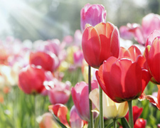 Die Bedeutung der Blumen - eine besondere Sprache
