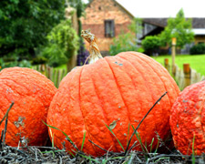 Herbstzeit Kürbiszeit: Kleines Kürbis-Lexikon