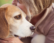 Achtung Giftköder: Lebensgefahr für Hunde